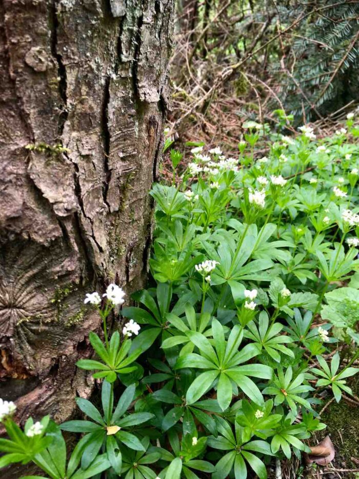 Waldmeister