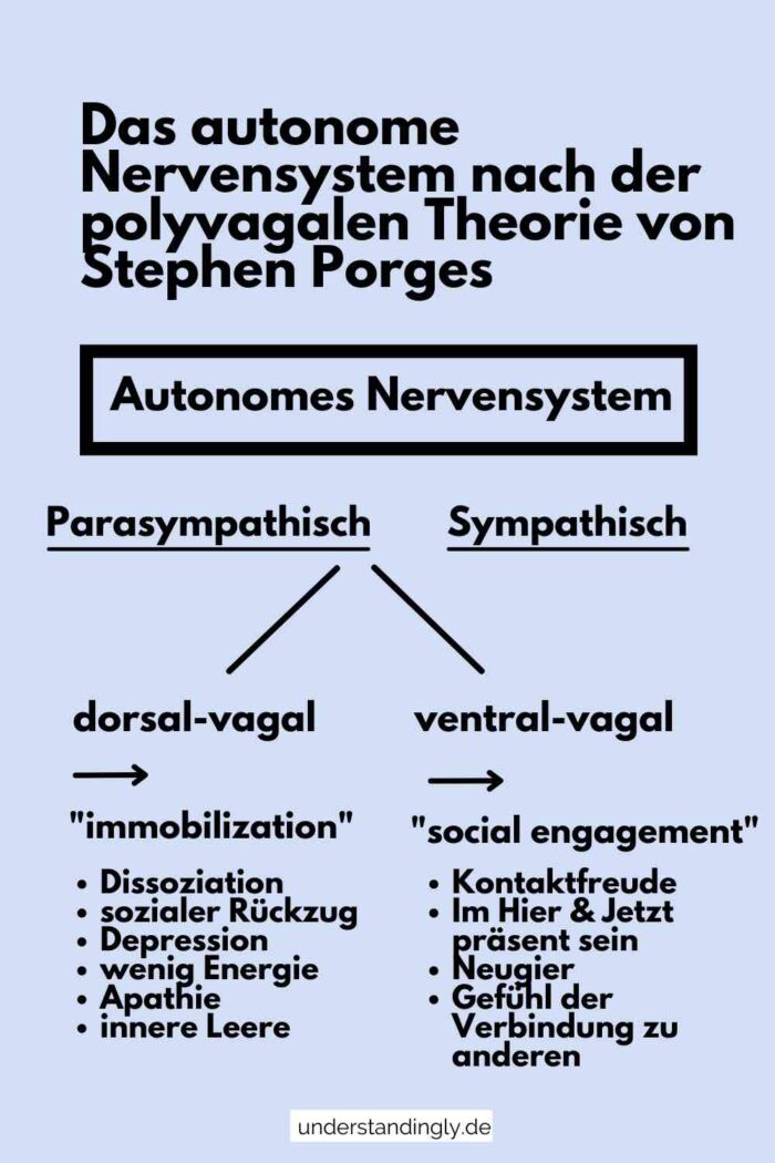 Grafik, die zeigt, wie sich das sympathische Nervensystem nach der polyvagalen Theorie in zwei Zweige aufspaltet, den dorsalen und vagalen Zweig.