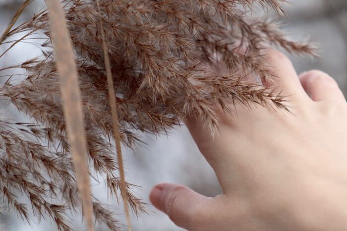 Foto einer Hand, die an weich aussehenden Getreide-Ähren entlangstreicht.