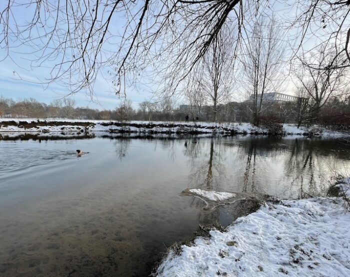 Eisbaden in winterlichem Fluss. Auf dem Foto sieht man eine Frau in einem Fluss schwimmen, der Himmel ist so hellblau wie das Wasser, am Ufer liegt die Schnee. Die Frau trägt beim Schwimmen eine Mütze.